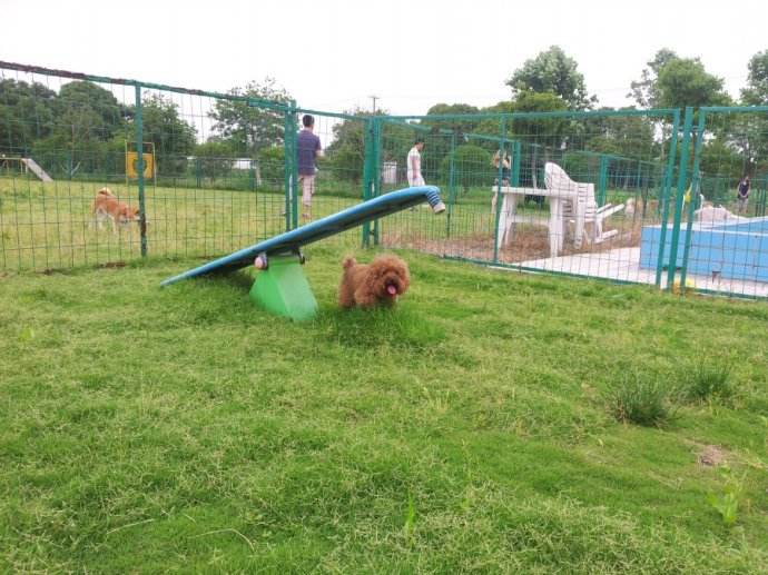 寵物狗樂園